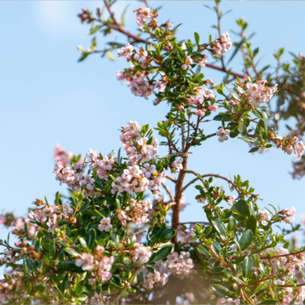 Escallónia Pinky Carpet