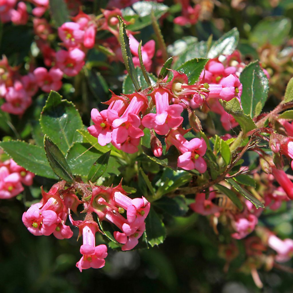 Escallonia virgata Pride of Donard