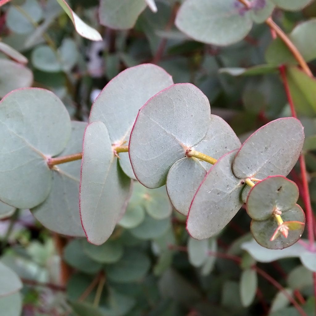 Eucalyptus pulverulenta Baby Blue