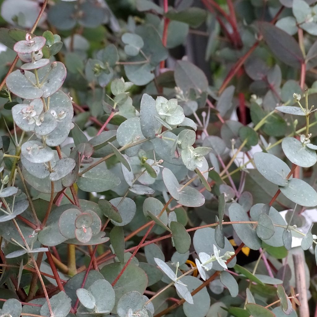 Eucalyptus pulverulenta Baby Blue