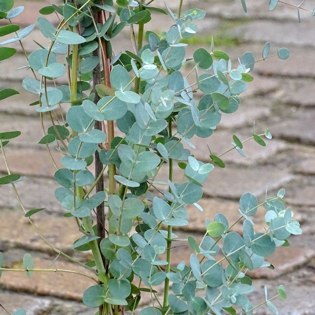 Eucalyptus pulverulenta Baby Blue