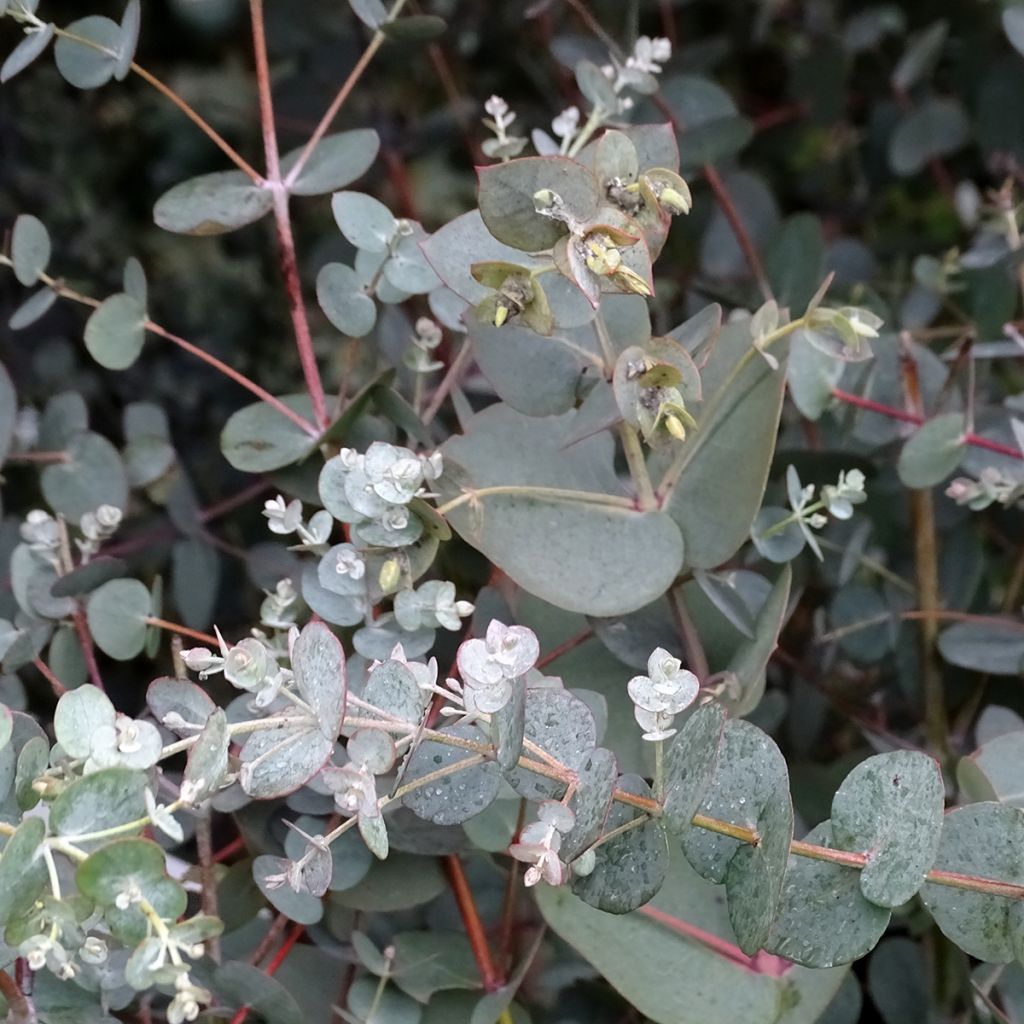 Eucalyptus pulverulenta Baby Blue