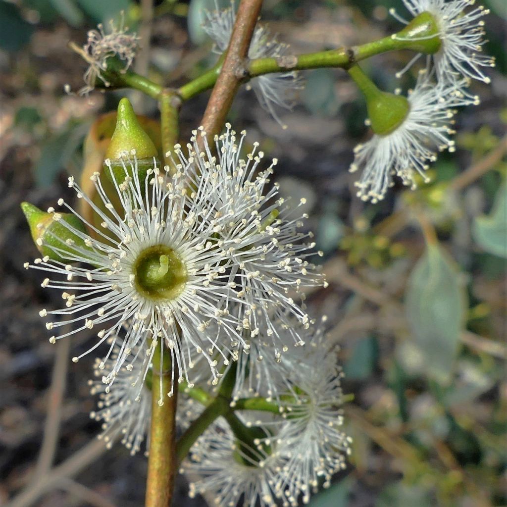 Eucalyptus camphora subsp. humeana