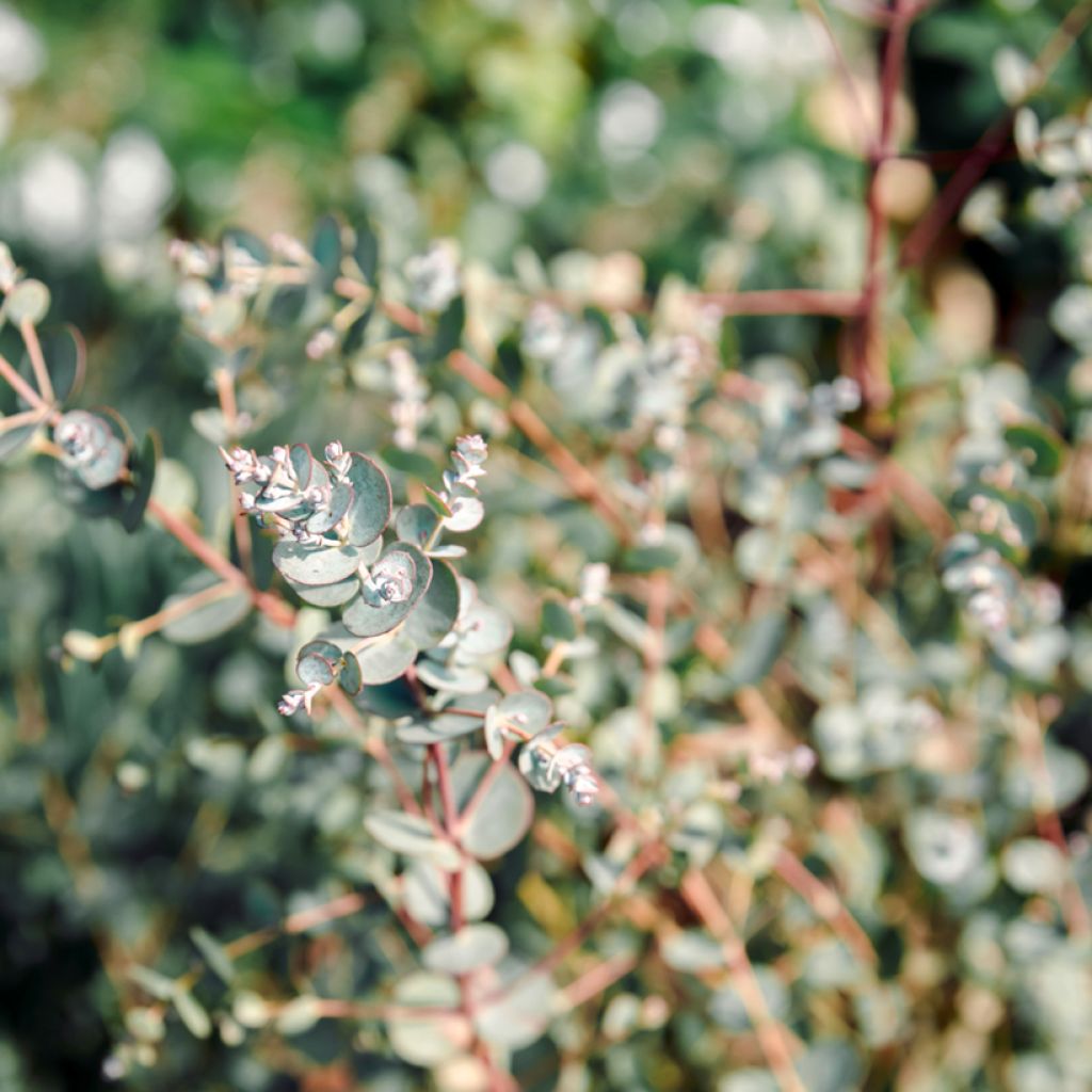 Eucalyptus gunnii Azura