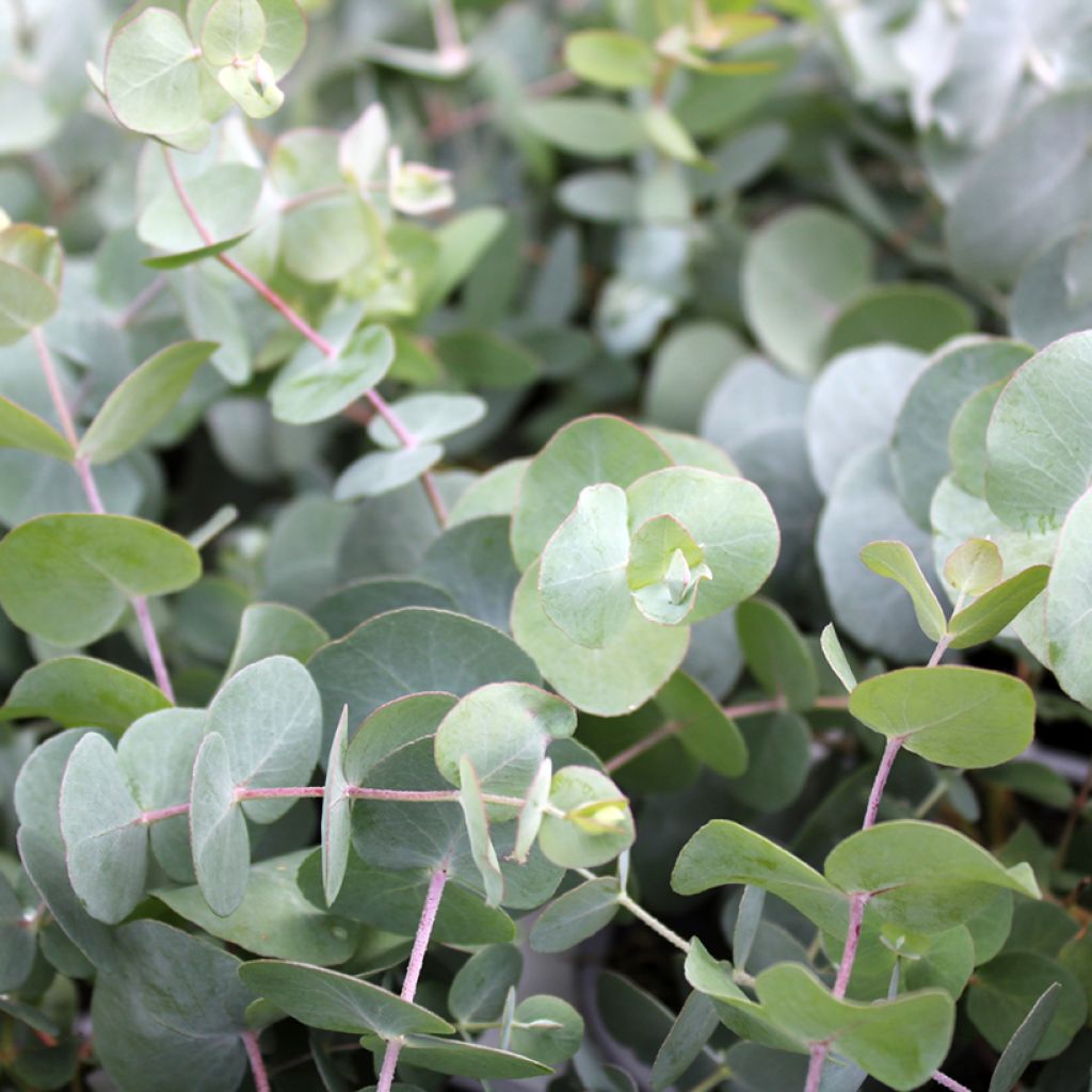 Eucalyptus gunnii - Eucalipto da Tasmânia