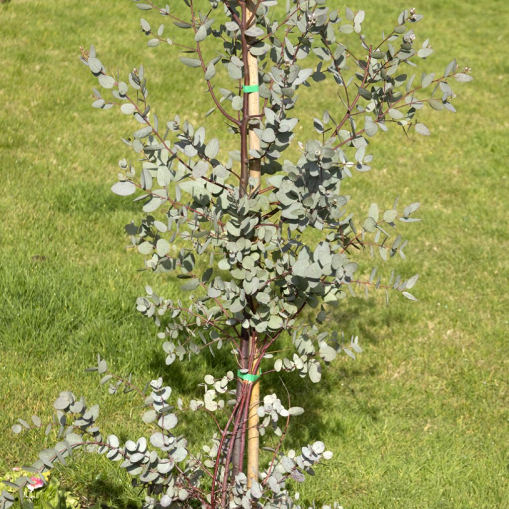 Eucalyptus gunnii - Eucalipto da Tasmânia