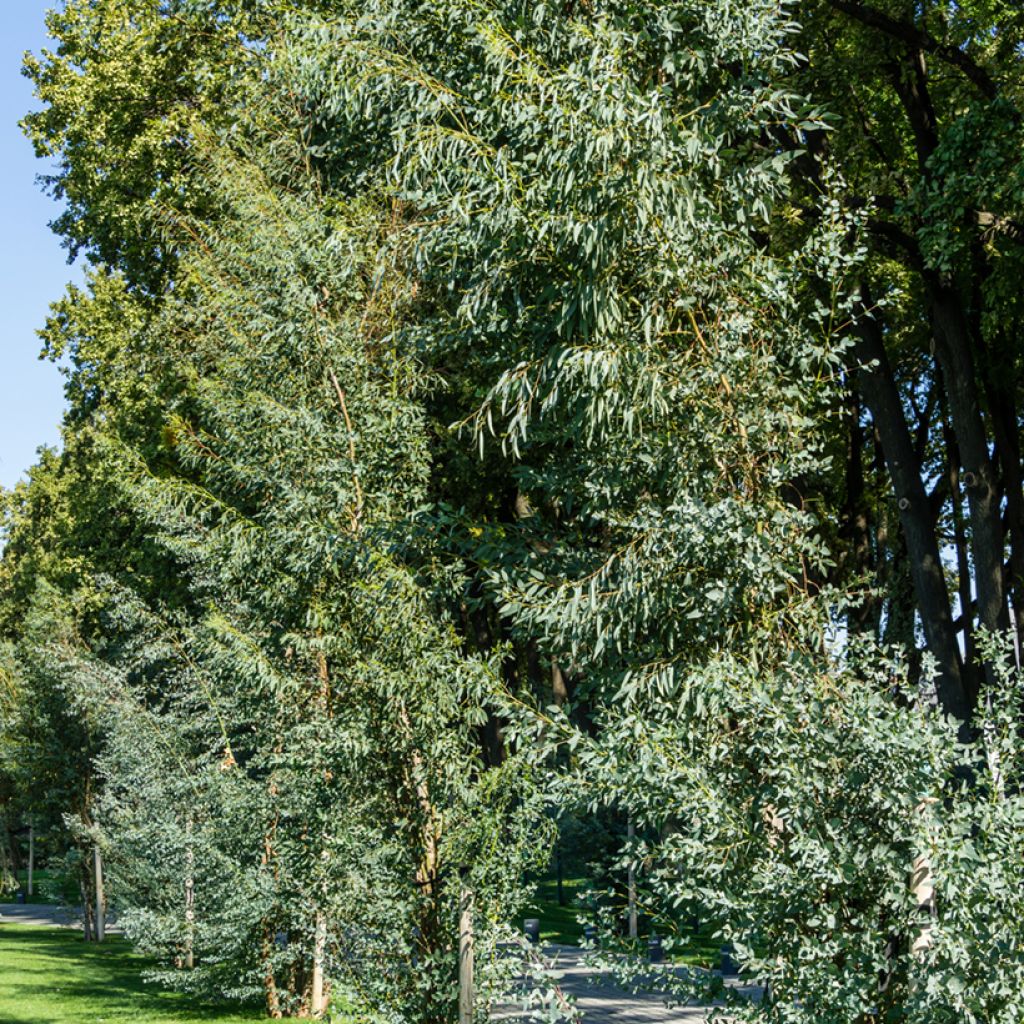 Eucalyptus gunnii - Eucalipto da Tasmânia