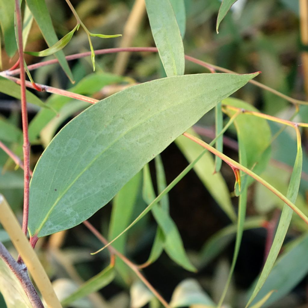 Eucalyptus lacrimans
