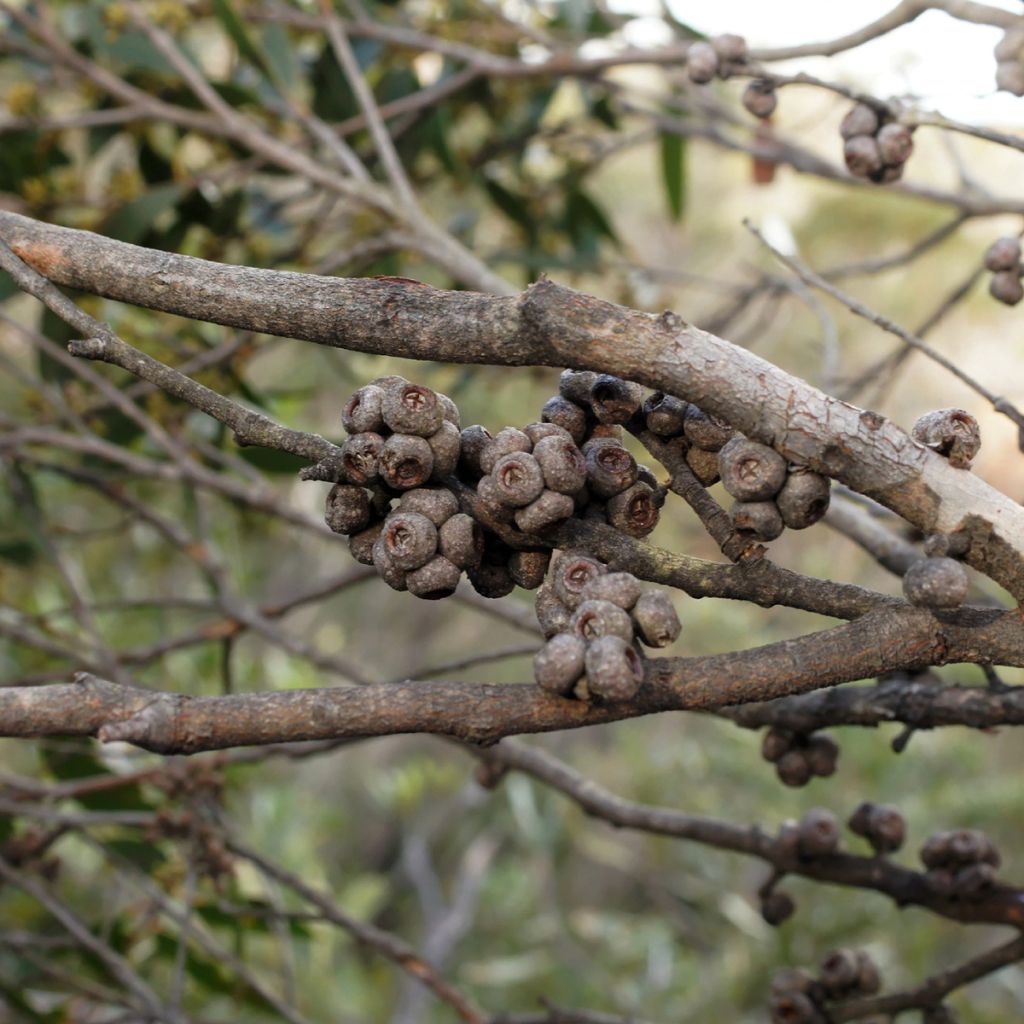 Eucalyptus ligustrina