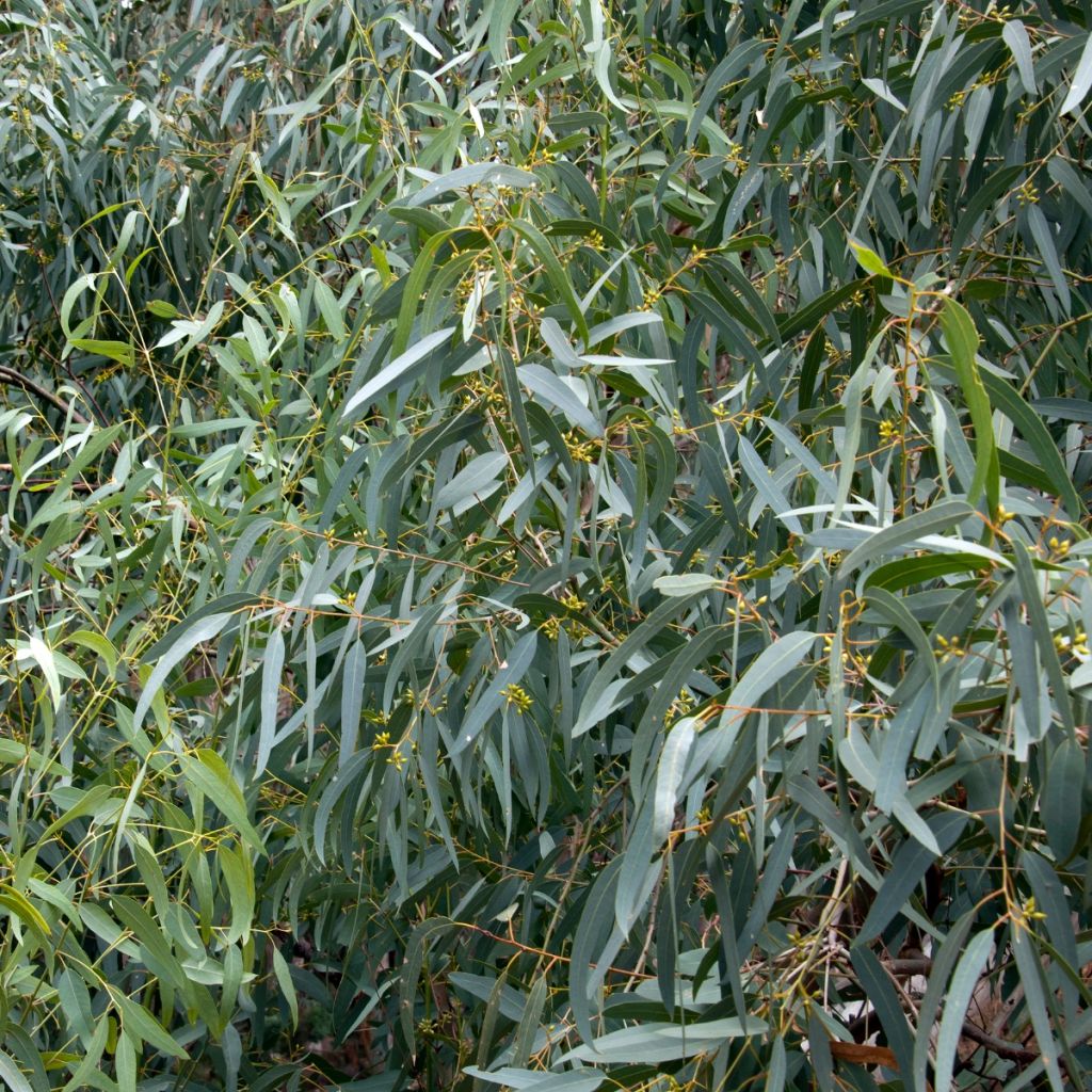 Eucalyptus paliformis