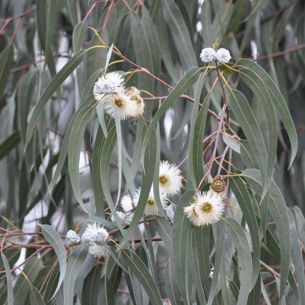 Eucalyptus urnigera × archeri Milligan