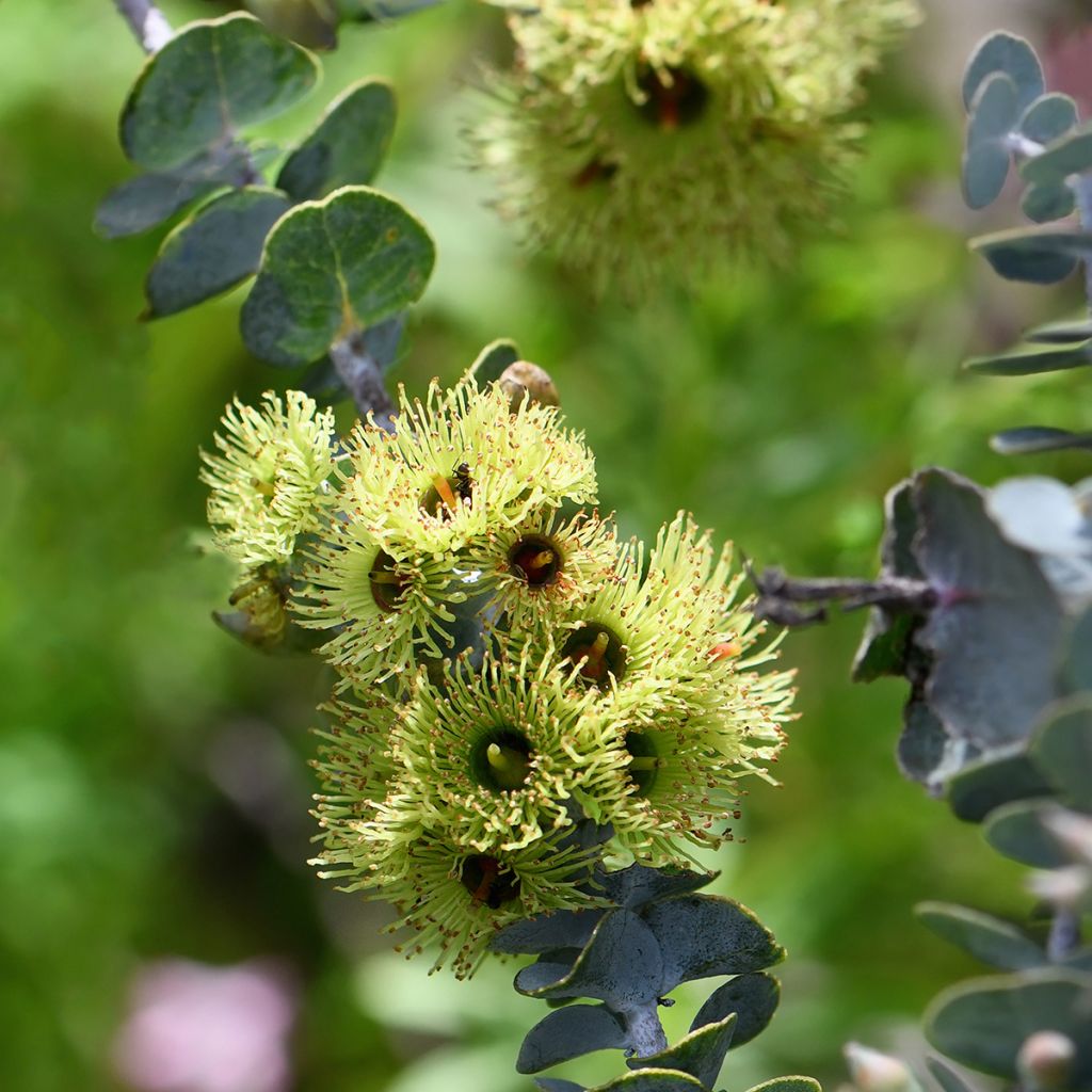 Eucalyptus kruseana em sementes