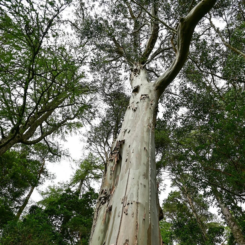 Eucalyptus regnans em sementes - Eucalipto