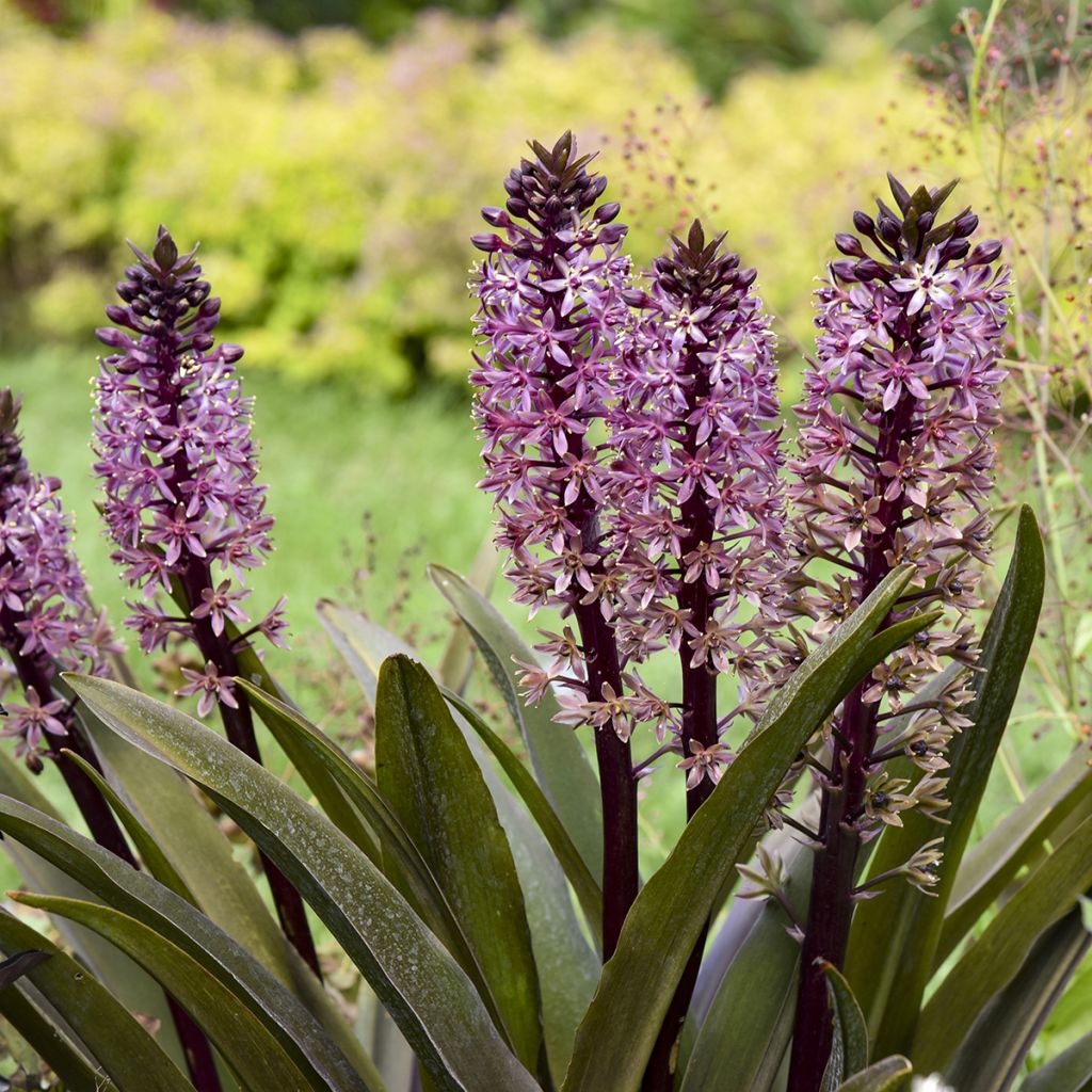 Eucomis Purple Reign