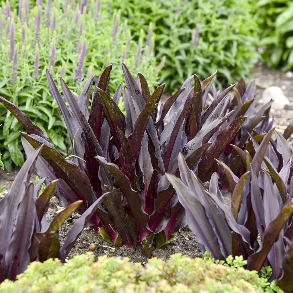 Eucomis Purple Reign