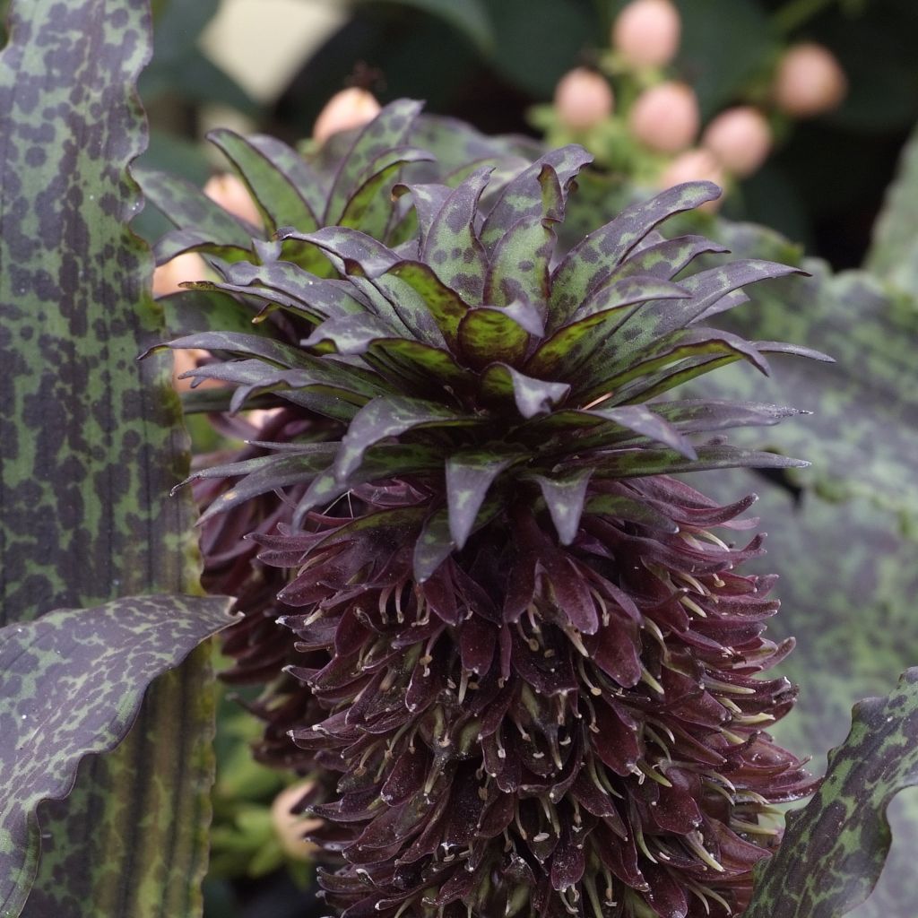 Eucomis vandermerwei