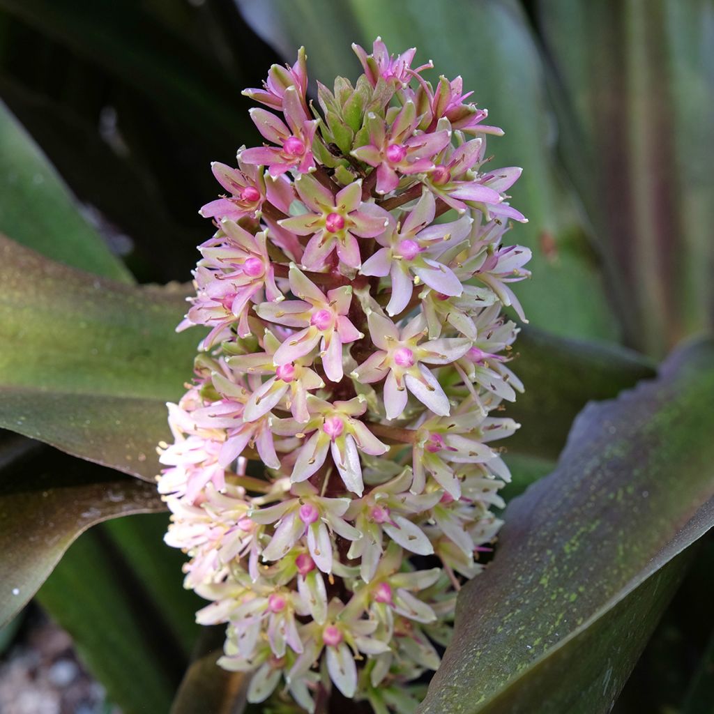 Eucomis comosa Sparkling Burgundy