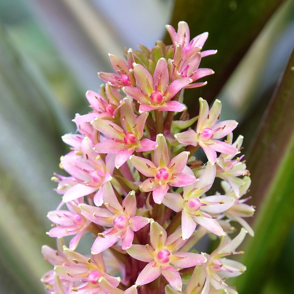 Eucomis comosa Sparkling Burgundy