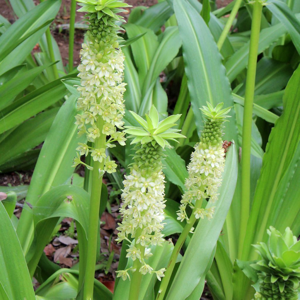 Eucomis comosa Tugela Jade