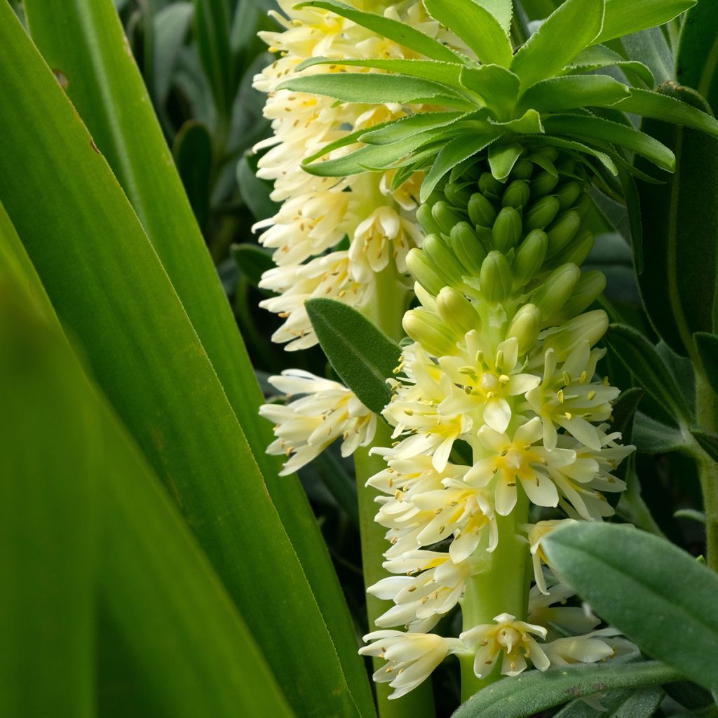 Eucomis comosa Tugela Jade