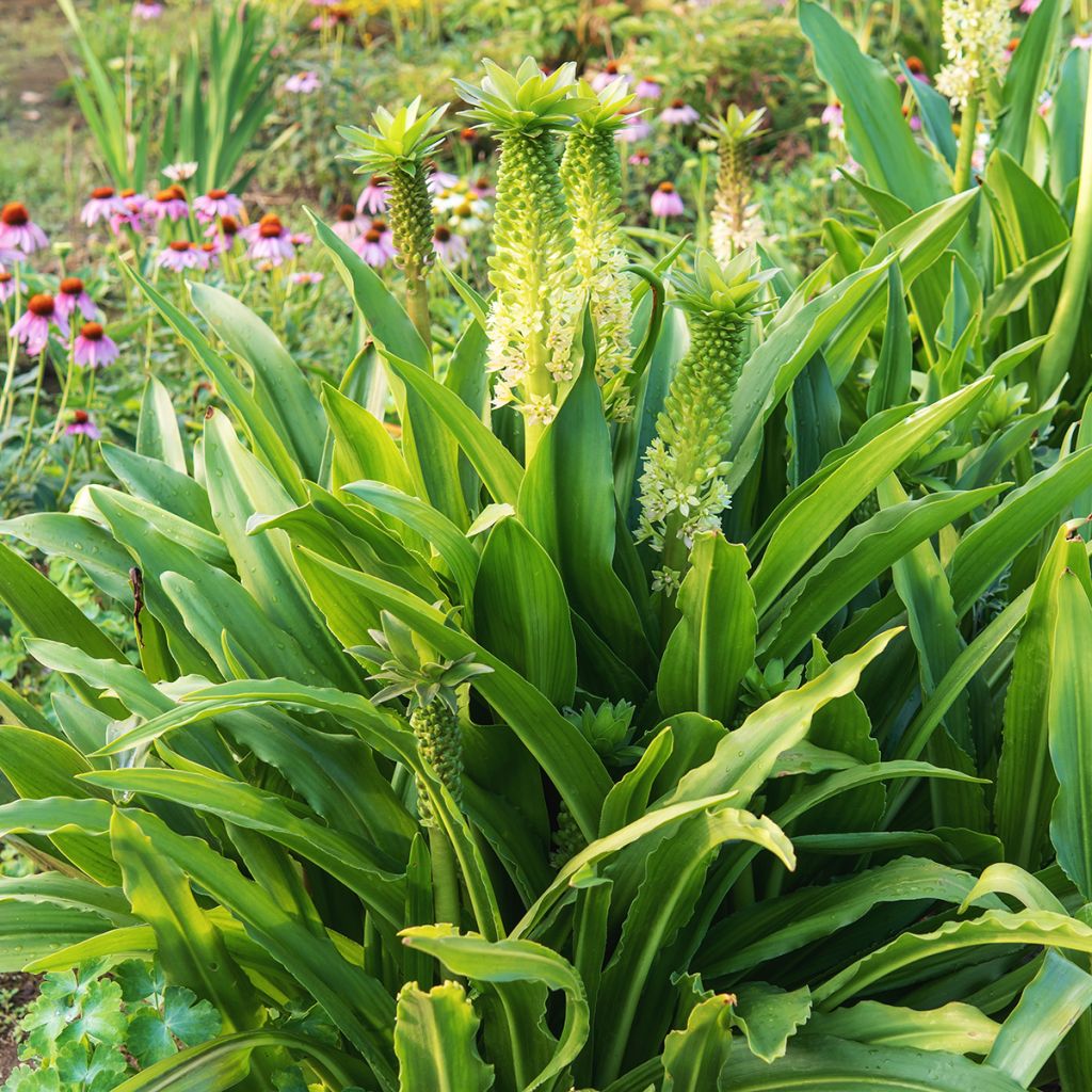 Eucomis comosa Tugela Jade