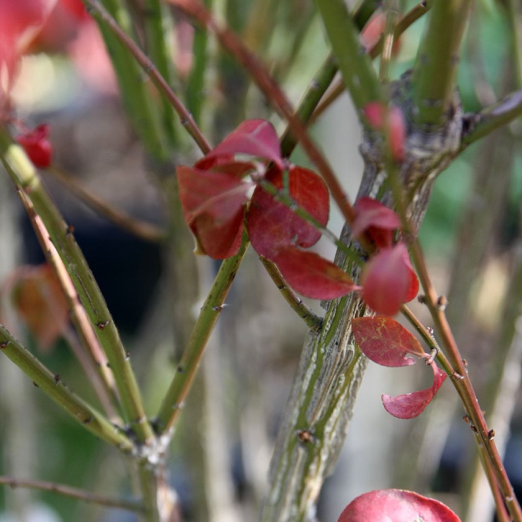Euonymus alatus Compactus