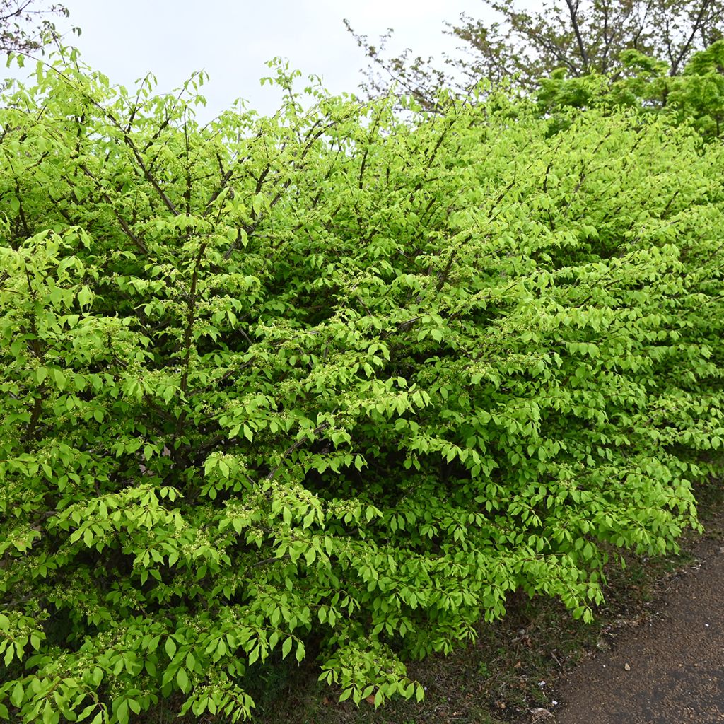 Euonymus alatus