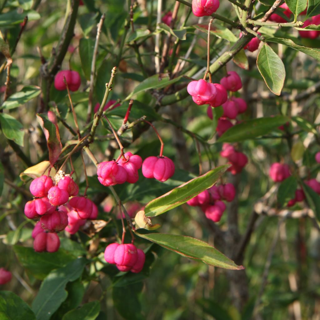 Euonymus europaeus