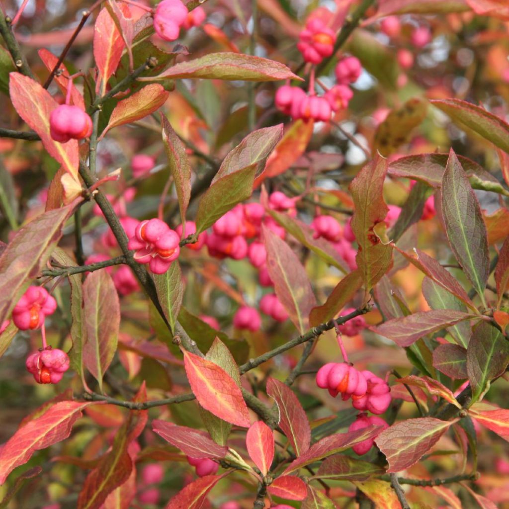 Euonymus europaeus