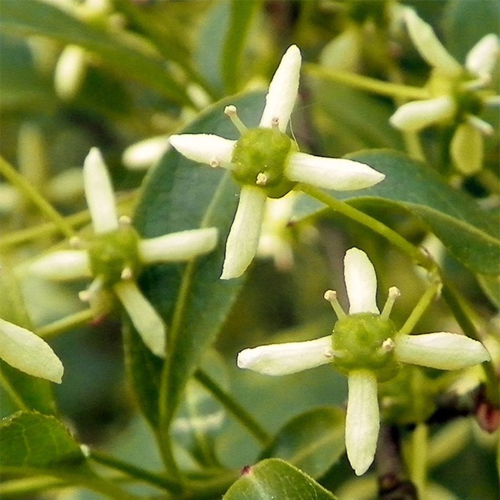 Euonymus europaeus