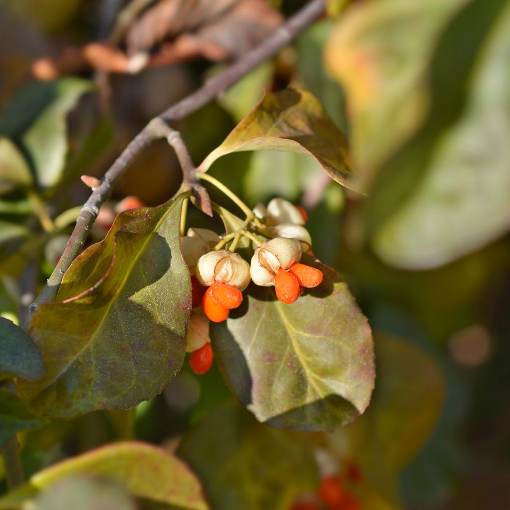Evónimo-europeu Albus - Euonymus europaeus