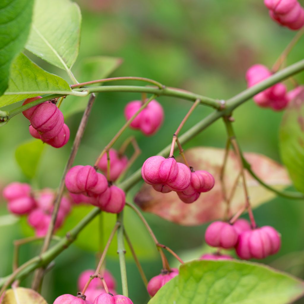 Euonymus europaeus