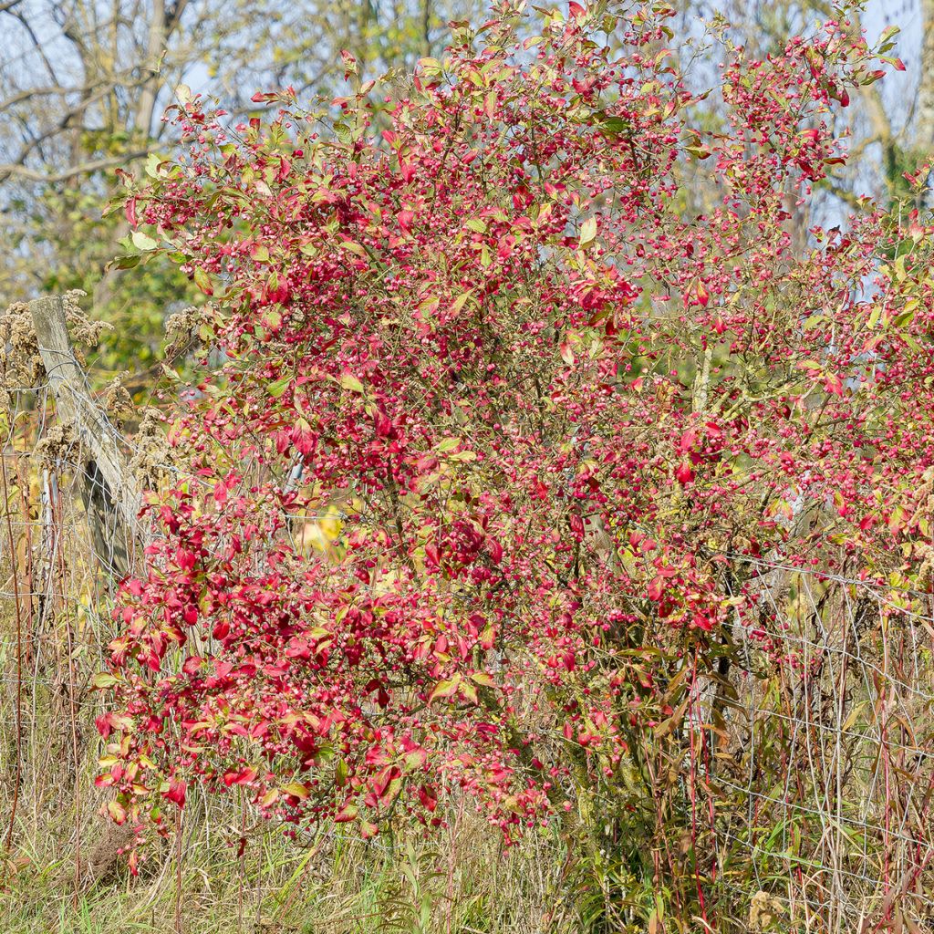 Evónimo-europeu Red Cascade - Euonymus europaeus