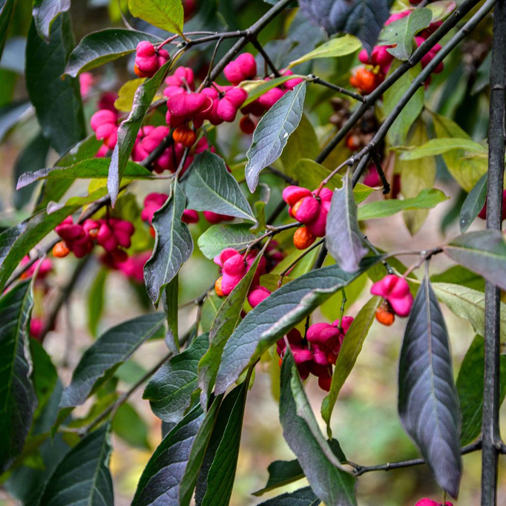 Evónimo-europeu Red Cascade - Euonymus europaeus
