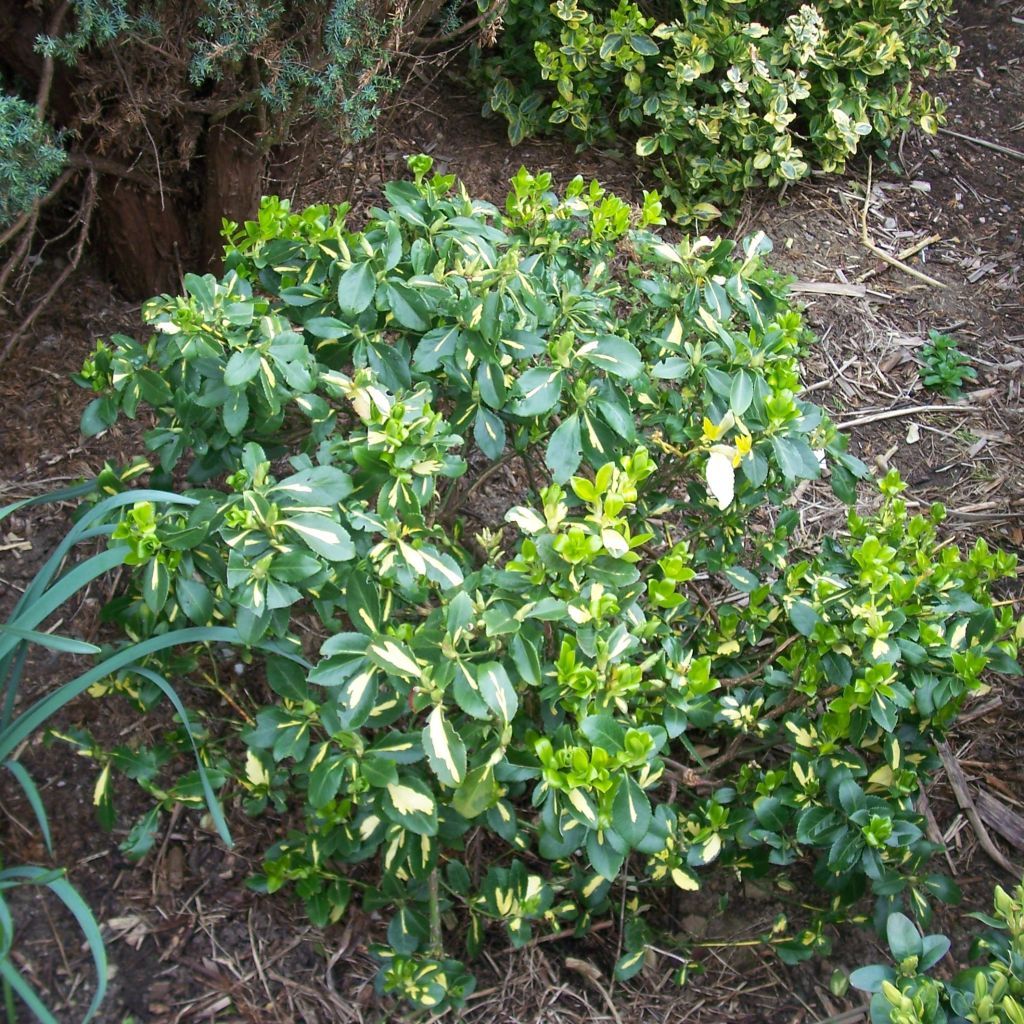 Evónimo-trepador Blondy - Euonymus fortunei