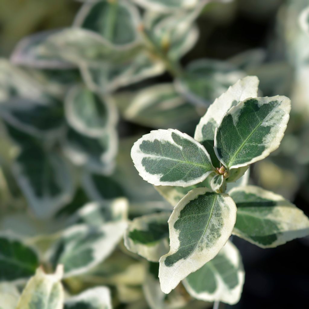 Evónimo-trepador Dan's Delight - Euonymus fortunei