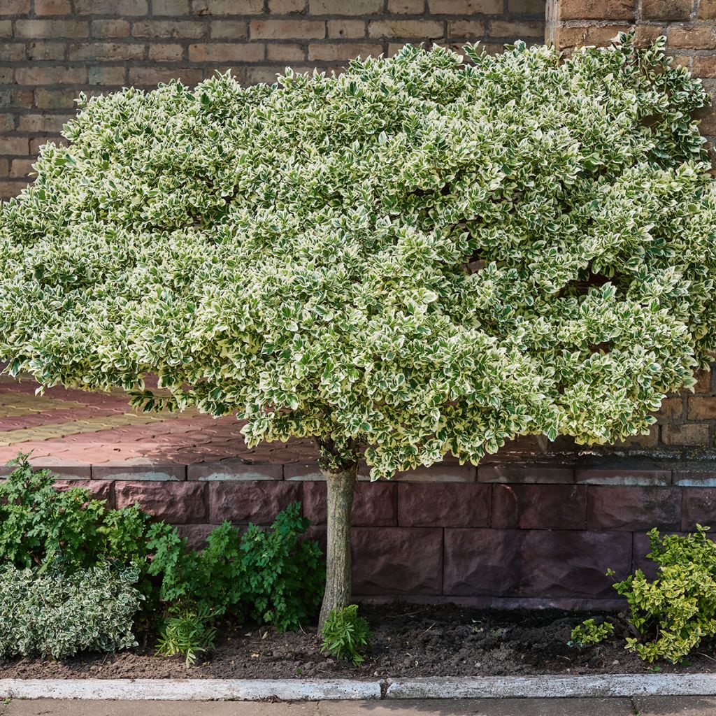 Evónimo-trepador Emerald Gaiety - Euonymus fortunei