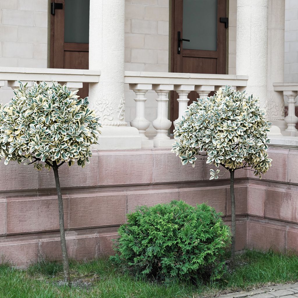 Evónimo-trepador Emerald Gaiety - Euonymus fortunei