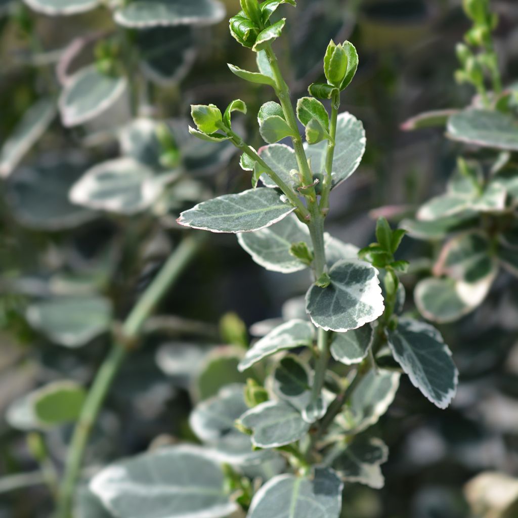 Evónimo-trepador Emerald Gaiety - Euonymus fortunei