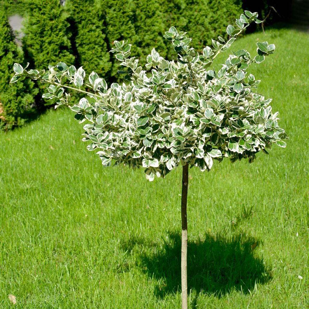 Evónimo-trepador Emerald Gaiety - Euonymus fortunei