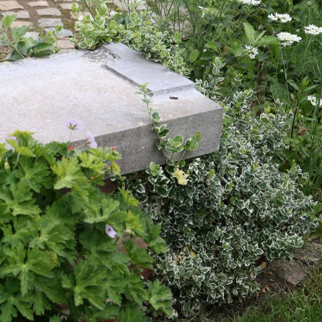 Evónimo-trepador Emerald Gaiety - Euonymus fortunei