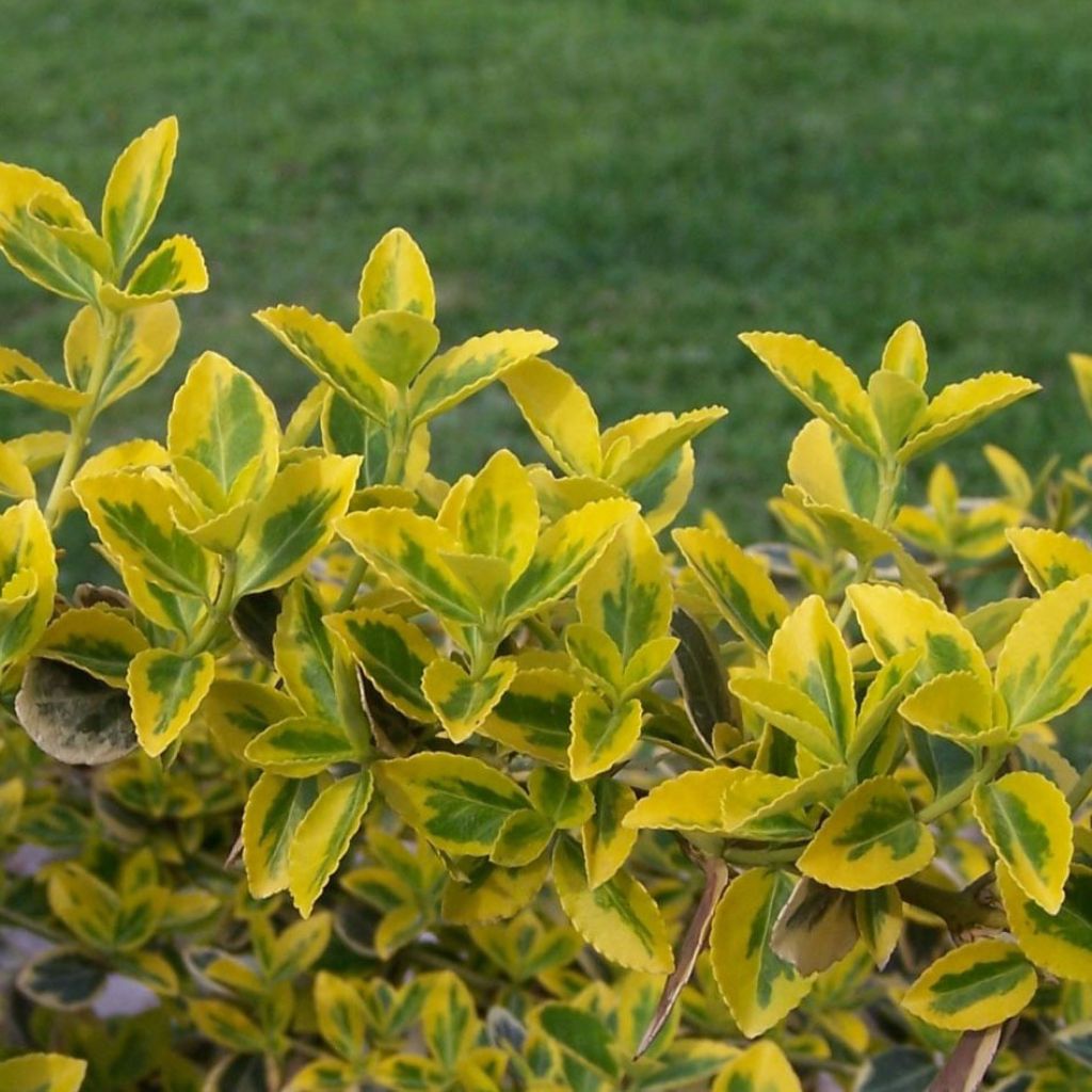 Evónimo-trepador Emerald 'n gold - Euonymus fortunei
