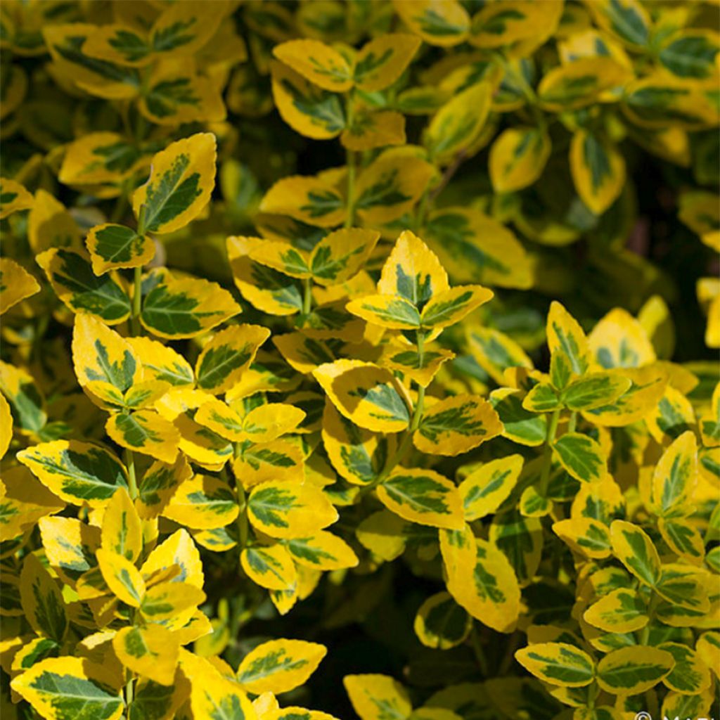 Evónimo-trepador Emerald 'n gold - Euonymus fortunei