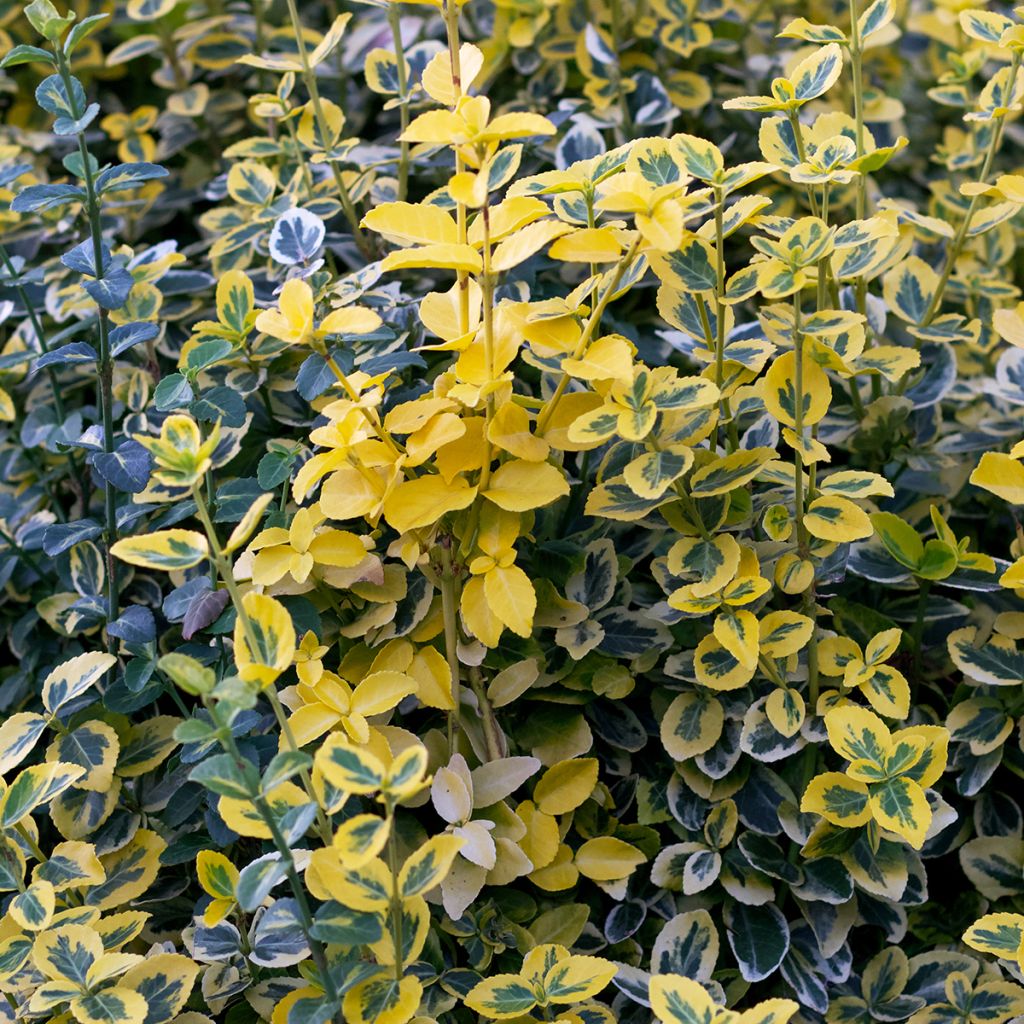 Evónimo-trepador Emerald 'n gold - Euonymus fortunei