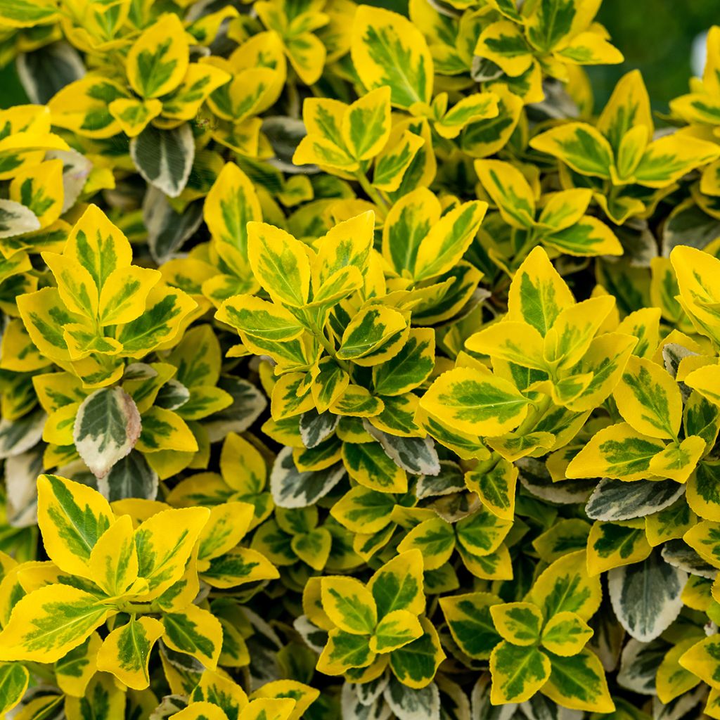 Evónimo-trepador Emerald 'n gold - Euonymus fortunei