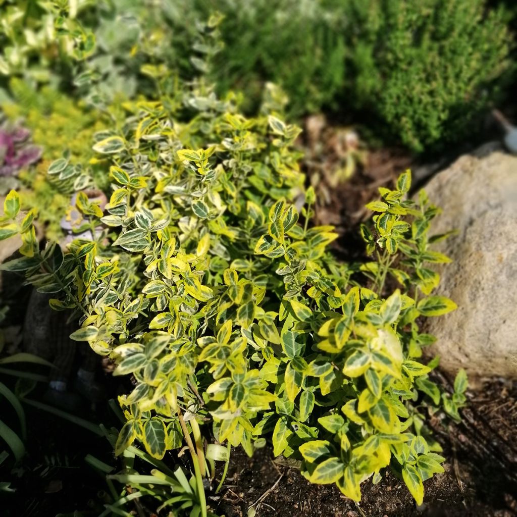 Evónimo-trepador Emerald 'n gold - Euonymus fortunei