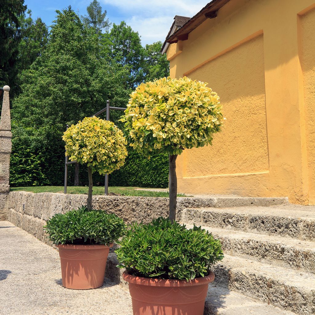 Evónimo-trepador Emerald 'n gold - Euonymus fortunei