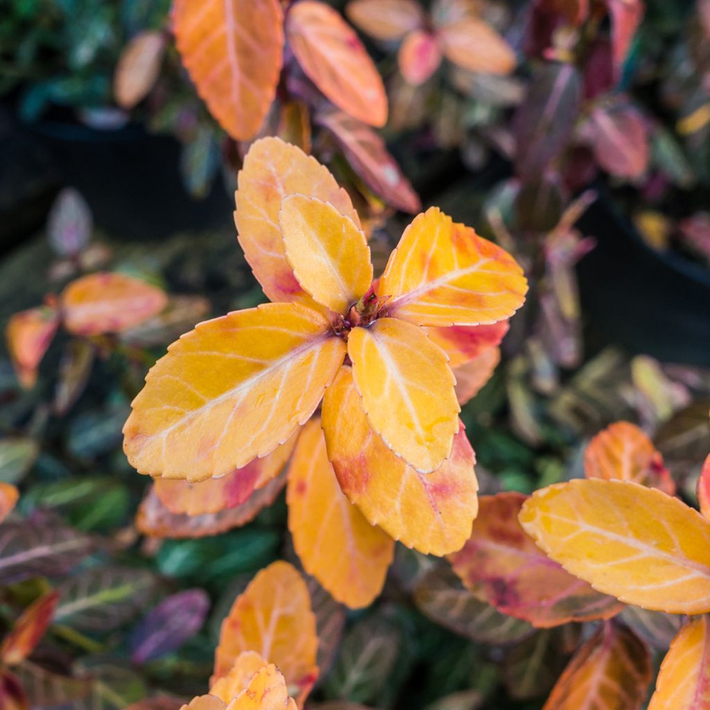 Evónimo-trepador Goldy - Euonymus fortunei