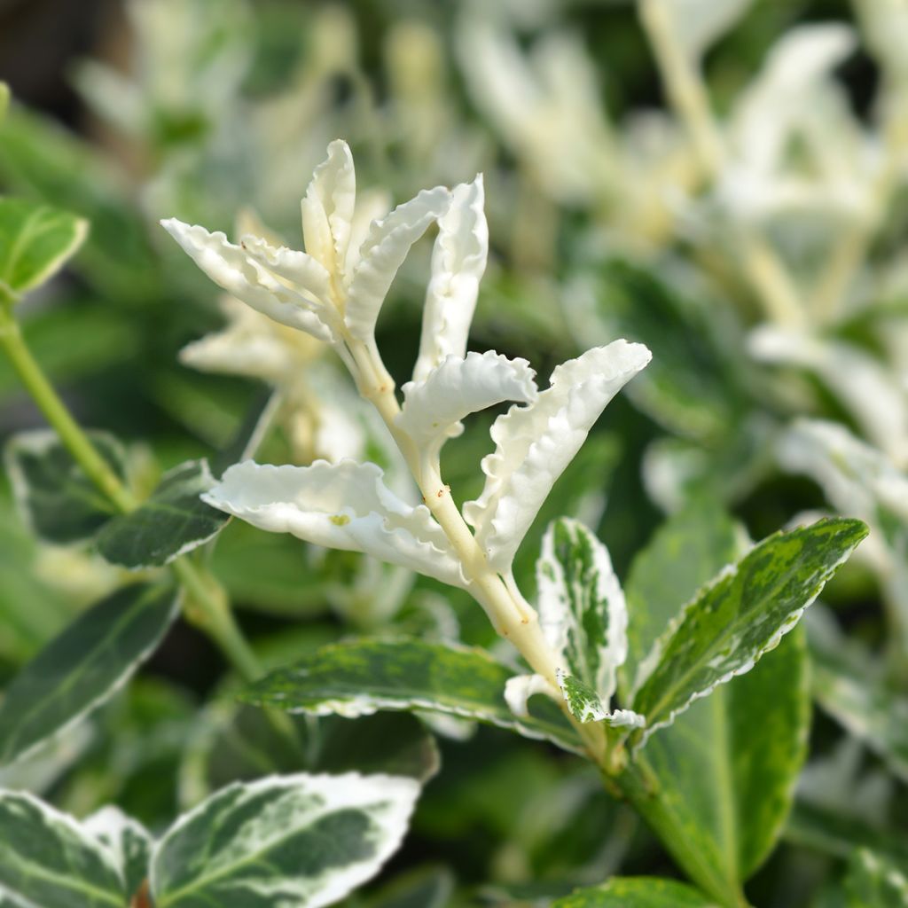 Evónimo-trepador Harlequin - Euonymus fortunei