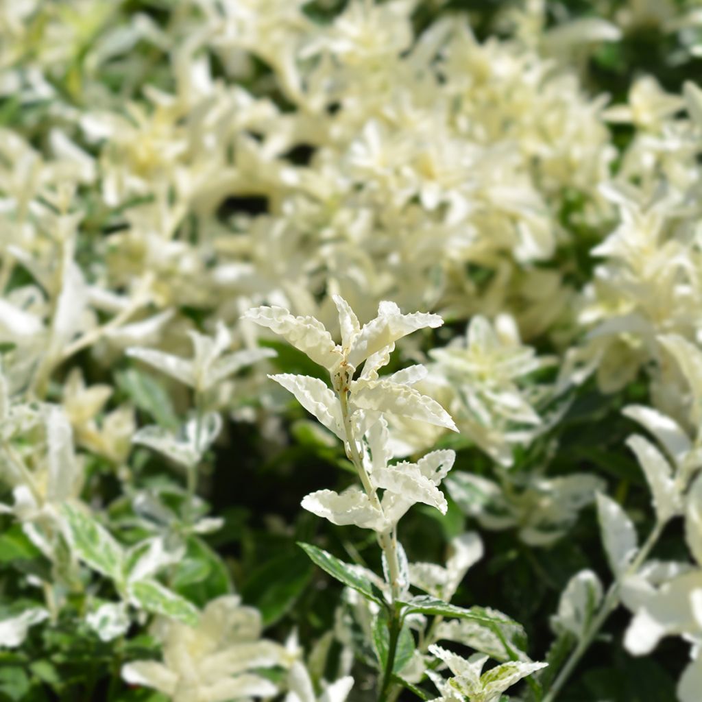 Evónimo-trepador Harlequin - Euonymus fortunei